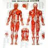 The Muscular System 106x157cm inplastad






