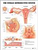 The Female Reproductive System 50x65cm.

Anatomiska planscher i finaste tryck! 
Storlek 50x65cm. Andra storlekar och planscher på förfrågan. PU=papper PL=inplastad








