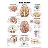 The Brain Anatomical Chart - hjärnan affisch 50x65cm laminerad