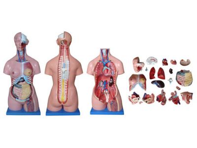 Anatomisk modell torso 19 delar 11kg