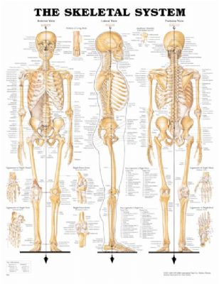 Affisch The Skeletal System 50x65cm laminerad