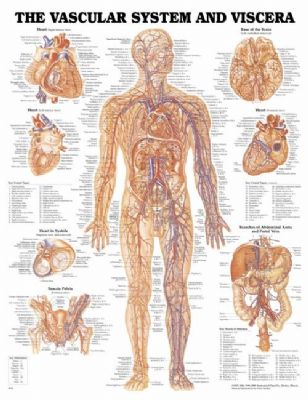 Affisch The Vascular System and Viscera, 50x65cm laminerad