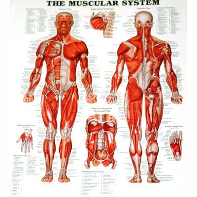 The Muscular System 106x157cm inplastad
