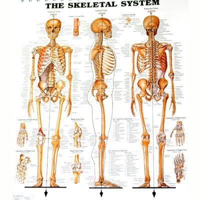 The Skeletal System 27x35cm inplastad