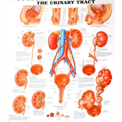 The Urinary Tract 50x65cm