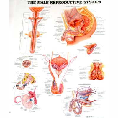 The Male Reproductive System 50x65cm