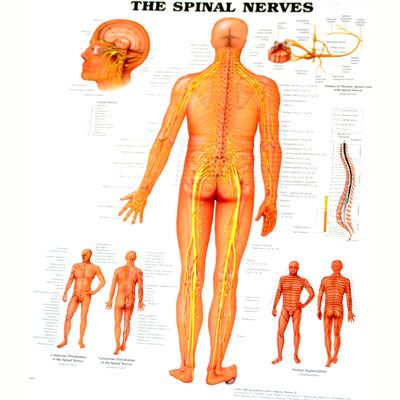 The Spinal Nerves 50x65cm
