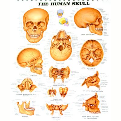 The Human Skull 50x65cm