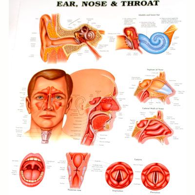 The Ear, Nose and Throat 50x65cm