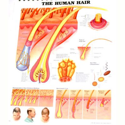 The Human Hair 50x65cm