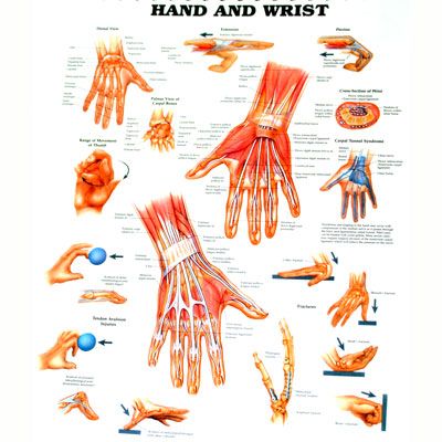 Hand and Wrist