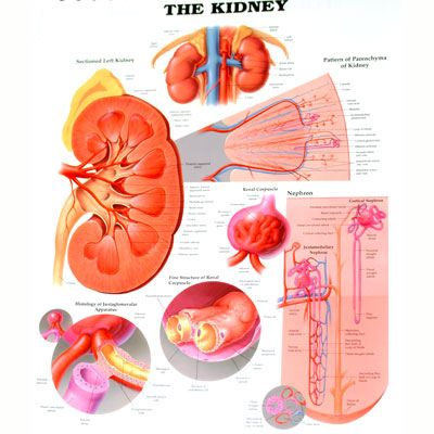 The Kidney 50x65cm