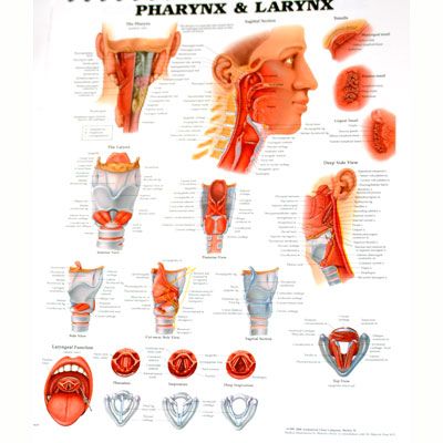 The Pharynx and Larynx 50x65cm
