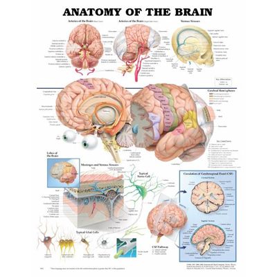 Anatomy of the Brain Anatomical Chart - hjärnanatomi affisch 50x65cm papper