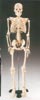 Anatomisk modell skelett 85 cm hög i plast inklusive stativ