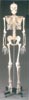 Anatomisk modell skelett vuxen full storlek 170cm.
Vuxen i plast inklusive stativ, full storlek
