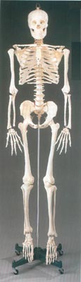 Anatomisk modell skelett vuxen full storlek 170cm